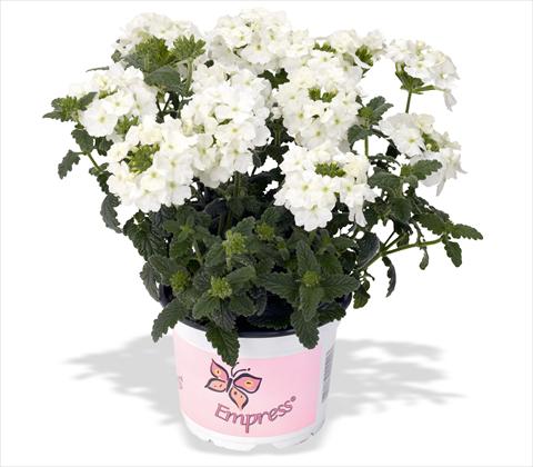 Foto de variedad de flores para ser usadas como: Maceta, patio, Tarrina de colgar Verbena RED FOX Empress Flair White