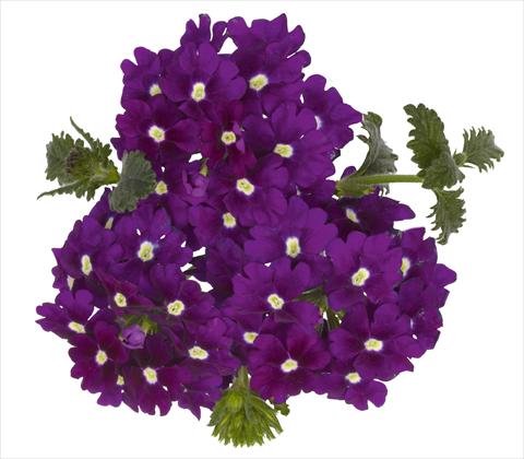 Foto de variedad de flores para ser usadas como: Maceta, patio, Tarrina de colgar Verbena RED FOX Empress Violet Blue Charme