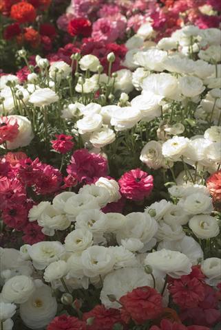 Foto de variedad de flores para ser usadas como: Maceta y planta de temporada Ranunculus asiaticus Bloomingdale Mix