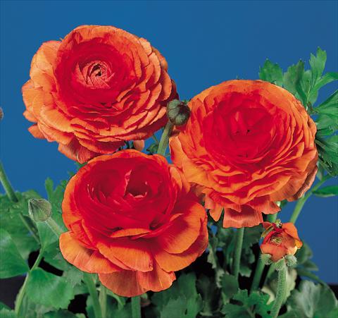 Foto de variedad de flores para ser usadas como: Maceta y planta de temporada Ranunculus asiaticus Bloomingdale Tangerine
