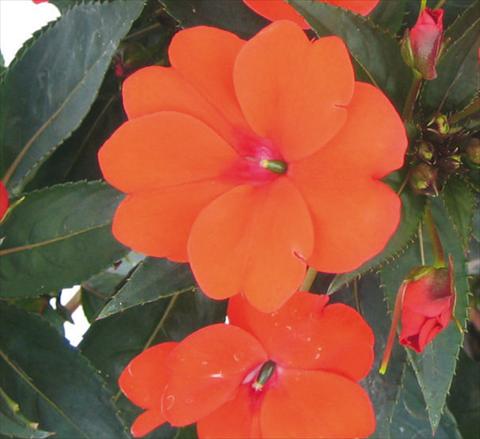 Foto de variedad de flores para ser usadas como: Maceta, planta de temporada, patio Impatiens N. Guinea SunPatiens® Compact Green Leaf Orange