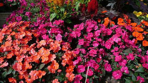 Foto de variedad de flores para ser usadas como: Maceta y planta de temporada Impatiens N. Guinea SunPatiens® Compact Magenta Orange