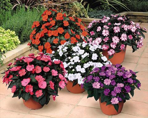Foto de variedad de flores para ser usadas como: Maceta y planta de temporada Impatiens N. Guinea SunPatiens® Compact Series
