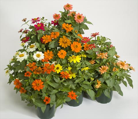 Foto de variedad de flores para ser usadas como: Maceta y planta de temporada Zinnia interspecifica Profusion Mix