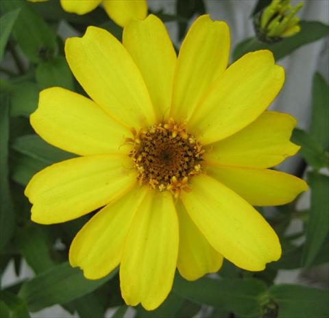 Foto de variedad de flores para ser usadas como: Maceta y planta de temporada Zinnia interspecifica Profusion Yellow