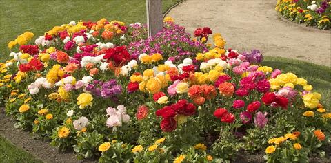 Foto de variedad de flores para ser usadas como: Maceta y planta de temporada Ranunculus asiaticus Bloomingdale Mix outdoors