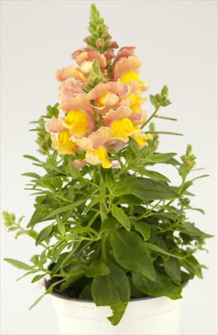 Foto de variedad de flores para ser usadas como: Maceta y planta de temporada Antirrhinum majus Peach Paradise Dazzling Lips®