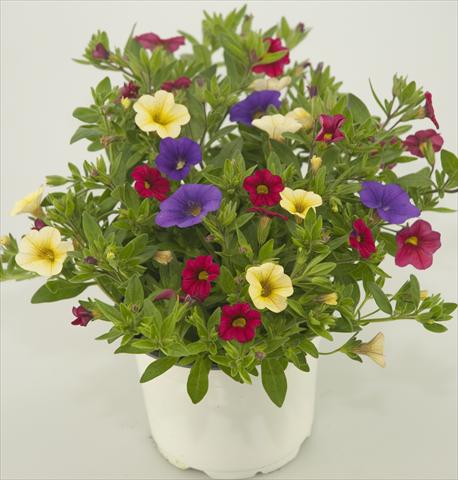 Foto de variedad de flores para ser usadas como: Maceta, patio, Tarrina de colgar 3 Combo Calibrachoa Checkies Blue Wine Goldberry