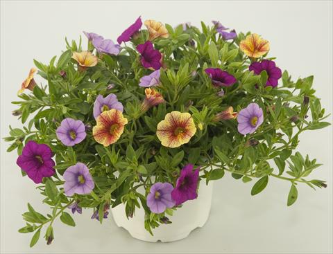 Foto de variedad de flores para ser usadas como: Maceta, patio, Tarrina de colgar 3 Combo Calibrachoa Checkies Lavender Pink Goldpeach