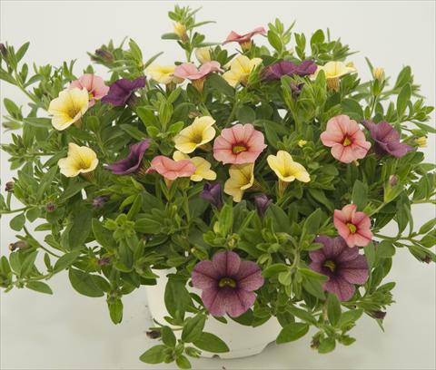 Foto de variedad de flores para ser usadas como: Maceta, patio, Tarrina de colgar 3 Combo Calibrachoa Checkies Peach Plum Goldberry