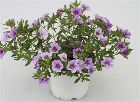 Foto de variedad de flores para ser usadas como: Maceta, patio, Tarrina de colgar Calibrachoa Sweet Bells® Lavender