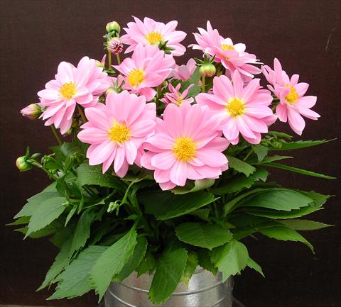 Foto de variedad de flores para ser usadas como: Maceta y planta de temporada Dahlia Starlias Rose