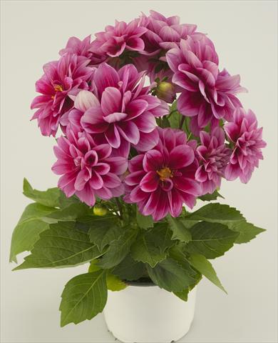 Foto de variedad de flores para ser usadas como: Maceta y planta de temporada Dahlia Starlias Violet
