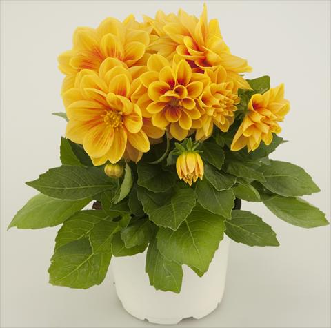 Foto de variedad de flores para ser usadas como: Maceta y planta de temporada Dahlia Starlias Yellow Orange Splash