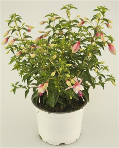 Foto de variedad de flores para ser usadas como: Maceta y planta de temporada Fuchsia Summermelody® Sunantonio