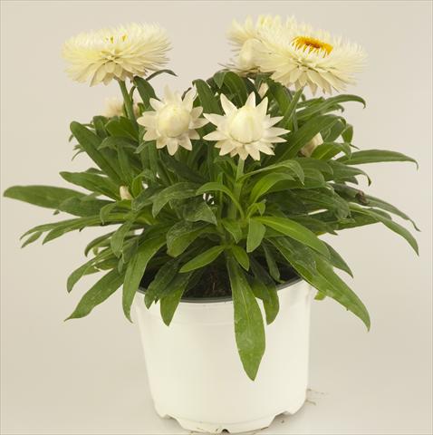 Foto de variedad de flores para ser usadas como: Maceta y planta de temporada Helichrysum (Bracteantha) Xagros® Weiss