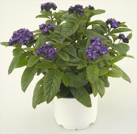 Foto de variedad de flores para ser usadas como: Maceta y planta de temporada Heliotropium arborescens Blue Helios®