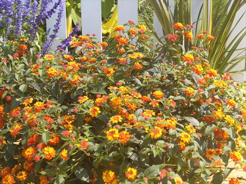 Foto de variedad de flores para ser usadas como: Maceta y planta de temporada Lantana camara Simon Rot
