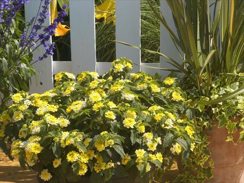 Foto de variedad de flores para ser usadas como: Maceta y planta de temporada Lantana camara Summerlovers® Simon Lemon