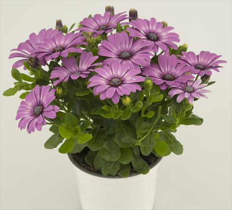 Foto de variedad de flores para ser usadas como: Maceta y planta de temporada Osteospermum Impassion® Lavenderrose