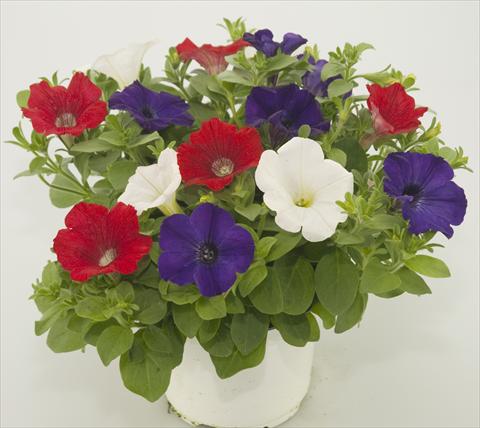 Foto de variedad de flores para ser usadas como: Maceta, patio, Tarrina de colgar 3 Combo Checkies Red White Blue