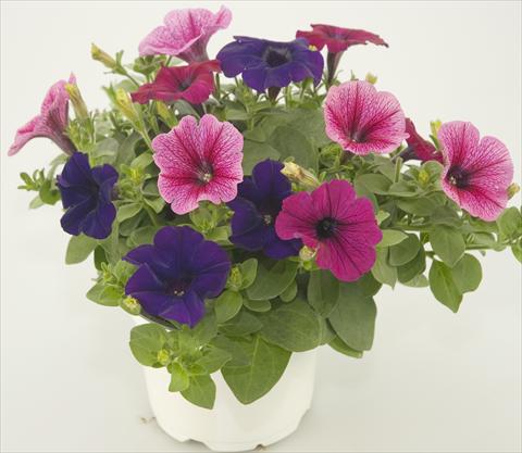 Foto de variedad de flores para ser usadas como: Maceta, patio, Tarrina de colgar 3 Combo Checkies Rose vein Purple Violet indigo