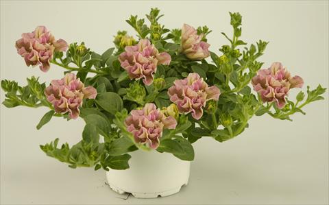 Foto de variedad de flores para ser usadas como: Maceta, patio, Tarrina de colgar Petunia Colour Bells® Light Rose Bell