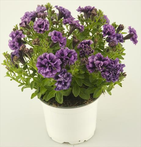 Foto de variedad de flores para ser usadas como: Maceta, patio, Tarrina de colgar Petunia Double Amethyst Vein Tiny Pleasure®