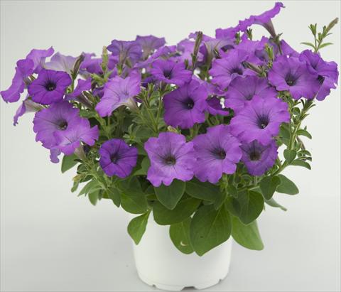 Foto de variedad de flores para ser usadas como: Maceta, patio, Tarrina de colgar Petunia Four Weeks Medium Orchid Sweetpleasure®