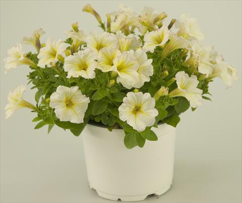 Foto de variedad de flores para ser usadas como: Maceta, patio, Tarrina de colgar Petunia Light Yellow Tiny Pleasure®