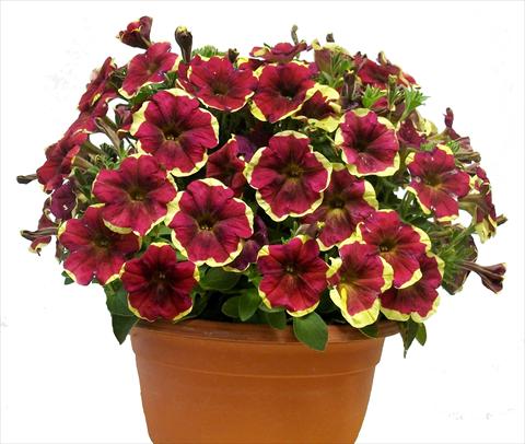 Foto de variedad de flores para ser usadas como: Maceta, patio, Tarrina de colgar Petunia Purple Yellow Circle Sunpleasure®