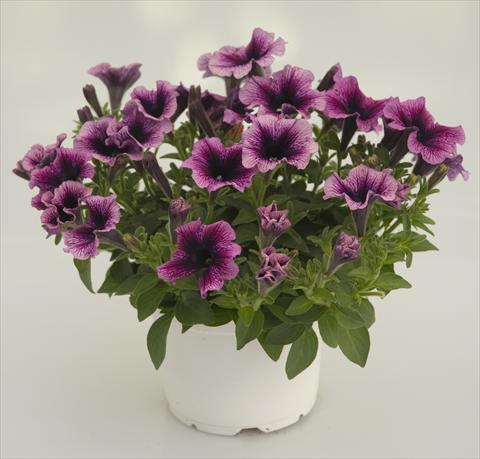Foto de variedad de flores para ser usadas como: Maceta, patio, Tarrina de colgar Petunia Violet Black Vein Sweetpleasure®
