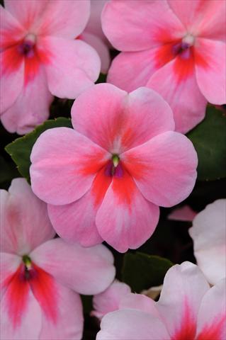 Foto de variedad de flores para ser usadas como: Maceta y planta de temporada Impatiens walleriana Impreza™ Pink Splash