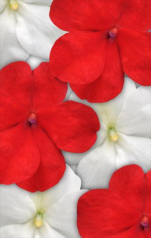 Foto de variedad de flores para ser usadas como: Maceta y planta de temporada Impatiens walleriana Impreza™ Red White Mix