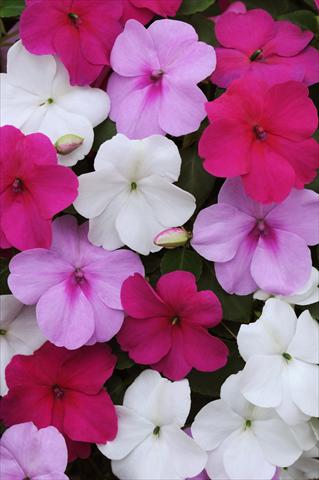 Foto de variedad de flores para ser usadas como: Maceta y planta de temporada Impatiens walleriana Impreza™ Wedgewood Mix