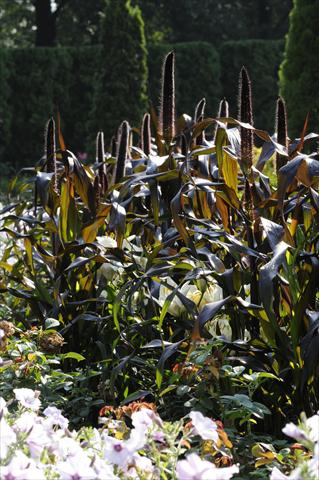 Foto de variedad de flores para ser usadas como: Maceta y planta de temporada Pennisetum glaucum Ornamental Millet Jester