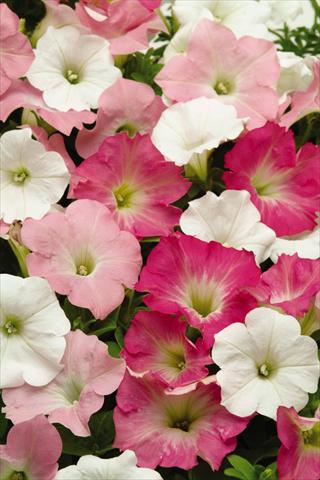 Foto de variedad de flores para ser usadas como: Maceta o cesta de trasplante Petunia x hybrida Easy Wave Tropicana Mix