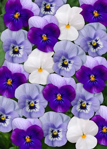 Foto de variedad de flores para ser usadas como: Maceta y planta de temporada Viola cornuta Sorbet™ Blueberry Frost Mix XP