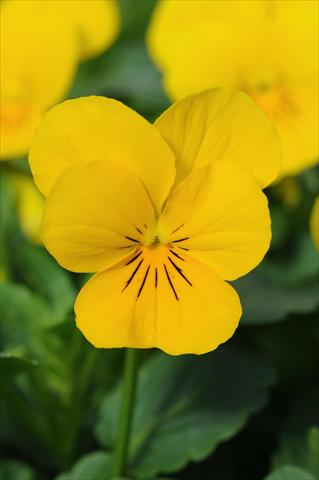 Foto de variedad de flores para ser usadas como: Maceta y planta de temporada Viola cornuta Sorbet™ Yellow XP