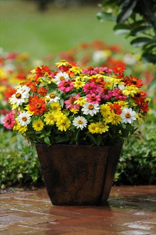 Foto de variedad de flores para ser usadas como: Maceta y planta de temporada Zinnia marylandica Zahara Mix