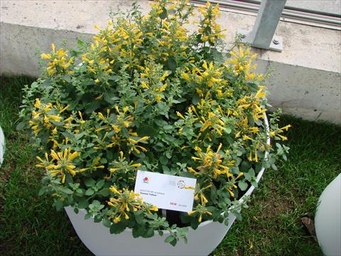 Foto de variedad de flores para ser usadas como: Maceta y planta de temporada Agastache aurantiaca Sunset Yellow