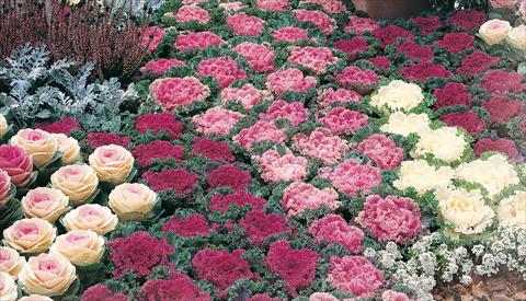 Foto de variedad de flores para ser usadas como: Maceta y planta de temporada Brassica oleracea Potseries