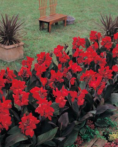 Foto de variedad de flores para ser usadas como: Maceta y planta de temporada Canna hybrida Tropical Bronze Scarlet