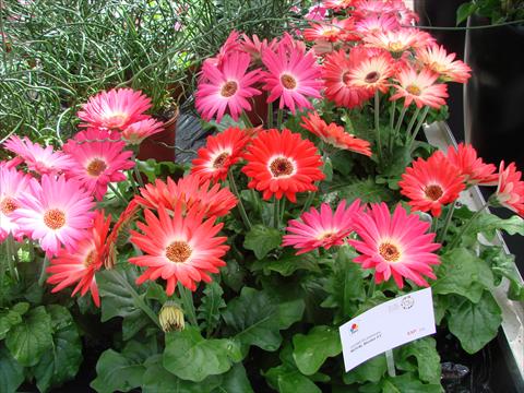 Foto de variedad de flores para ser usadas como: Maceta y planta de temporada Gerbera jamesonii Royal Bicolor
