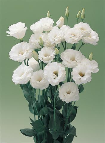Foto de variedad de flores para ser usadas como: Flor cortada Lisianthus (Eustoma grandiflorum) Lisianthus Arena White
