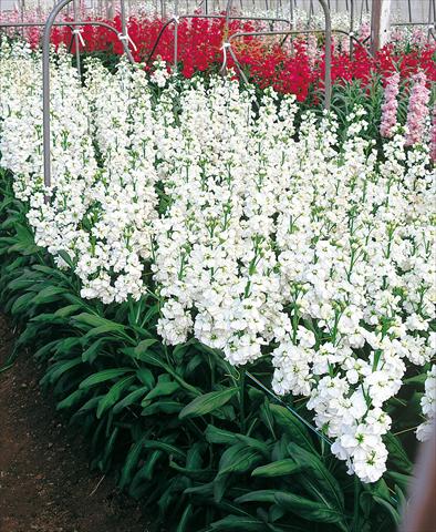 Foto de variedad de flores para ser usadas como: Flor cortada Matthiola incana Regal White