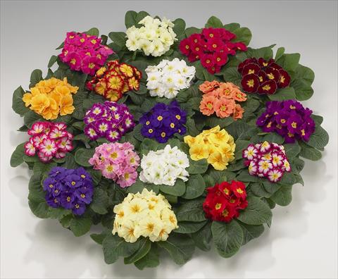 Foto de variedad de flores para ser usadas como: Maceta y planta de temporada Primula acaulis, veris, vulgaris Mega mixture