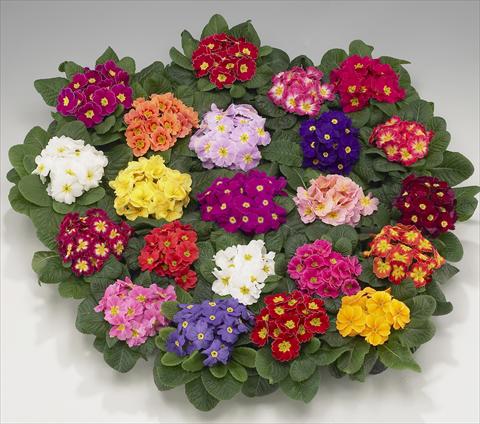 Foto de variedad de flores para ser usadas como: Maceta, planta de temporada, patio Primula acaulis, veris, vulgaris Viva mixture