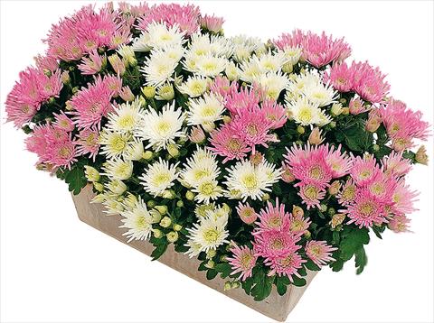 Foto de variedad de flores para ser usadas como: Maceta y planta de temporada 2 Combo Corto® - Corto® Blanc