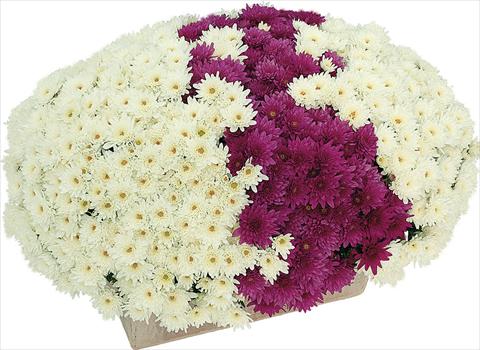 Foto de variedad de flores para ser usadas como: Maceta y planta de temporada 2 Combo Yahou® Coco - Senso®